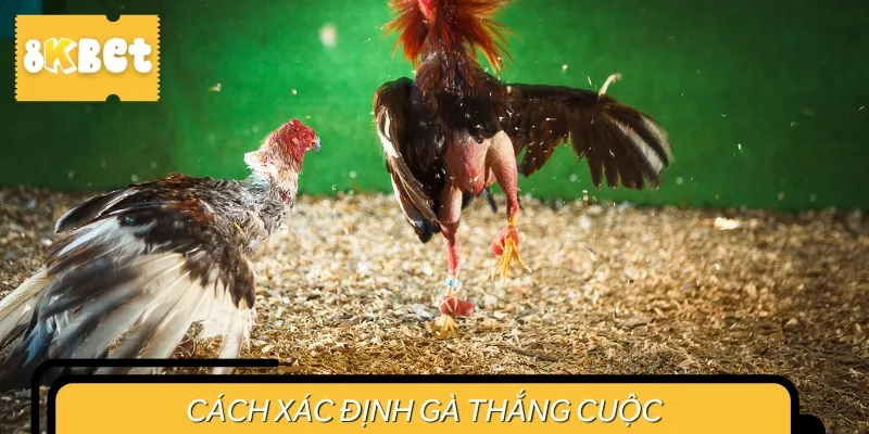 Quy định xác định gà thắng cuộc tại đấu trường Savan